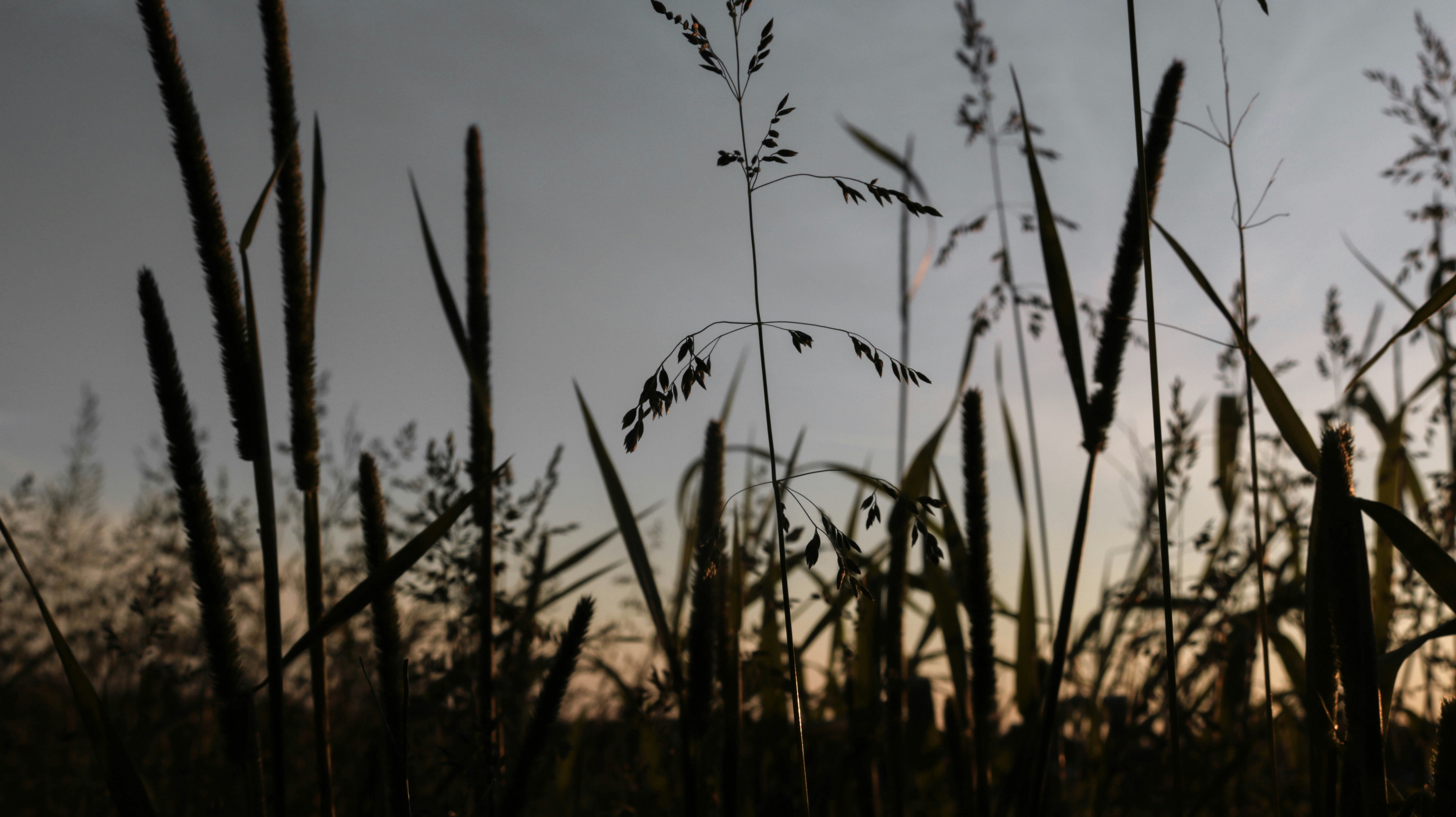 silhouette of grass during daytime